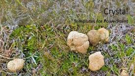  Presentation with green lake - PPT theme having claire - common wombat leaving poo feces background and a violet colored foreground