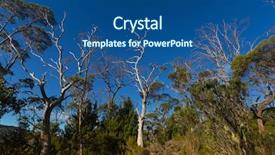  Presentation with pine trees - Cool new PPT layouts with claire - many tall gum trees pine backdrop and a ocean colored foreground