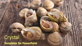  Presentation with clam - Cool new slide set with clam-and-whelk backdrop and a tawny brown colored foreground