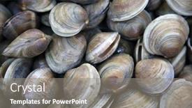  Presentation with clam - Theme consisting of clams-wild-clams-live-clams background and a gray colored foreground