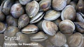  Presentation with fish people - Presentation design with clams-wild-clams-live-clams background and a gray colored foreground