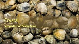  Presentation with clams - Cool new PPT theme with clams backdrop and a tawny brown colored foreground