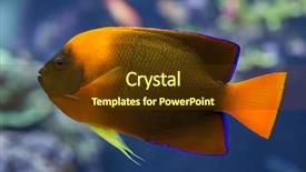  Presentation with marine - Slides enhanced with clarion angelfish holacanthus clarionensis marine background and a  colored foreground
