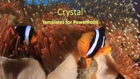  Presentation with clownfish nemo fish - Slide deck having clark-s-anemonefish-clownfish-fish background and a tawny brown colored foreground