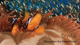  Presentation with red and gold - Theme enhanced with clark-s-anemonefish-clownfish background and a coral colored foreground