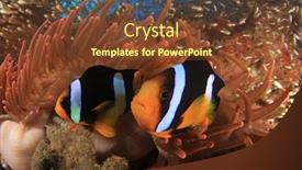  Presentation with red - Amazing PPT layouts having clark-s-anemonefish-clownfish backdrop and a tawny brown colored foreground