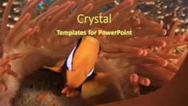  Presentation with coral reef - Cool new presentation design with clarke-s-anemonefish-clownfish-fish backdrop and a tawny brown colored foreground