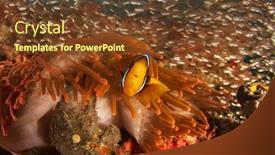  Presentation with coral reef - Presentation theme enhanced with clarke-s-anemonefish-clownfish-fish background and a tawny brown colored foreground