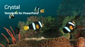  Presentation with tank - Beautiful PPT layouts featuring clarke's anemone fish clownfish backdrop and a ocean colored foreground