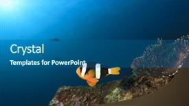  Presentation with clownfish nemo fish - Slide set consisting of clarke's anemonefish clownfish nemo fish background and a ocean colored foreground