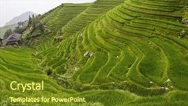  Presentation with rice field - Theme featuring classic asian rice field background background and a tawny brown colored foreground