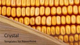  Presentation with corn cob - Theme consisting of classic corncob vegetable fine nature background and a coral colored foreground