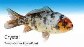  Presentation with koi fish - Slides enhanced with classic japanese koi carp fish background and a white colored foreground