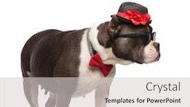  Presentation with bully - Slide set having classy american bully wearing collar and sunglasses looks to side while standing on white background background and a light gray colored foreground