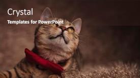  Presentation with classy - Amazing PPT theme having classy british fold wearing red bowtie looks up to side while lying on brown fur background backdrop and a tawny brown colored foreground