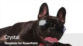  Presentation with classy - PPT theme enhanced with classy french bulldog with sunglasses background and a  colored foreground
