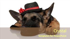  Presentation with currant black white and red - Slides with classy german shepard wearing black background and a tawny brown colored foreground
