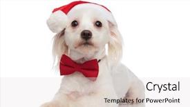  Presentation with catholic history santa maria - Audience pleasing PPT theme consisting of classy merry christmas - adorable gentleman bichon wearing backdrop and a light gray colored foreground