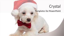  Presentation with santa - Slides enhanced with classy merry christmas - adorable santa bichon with red background and a white colored foreground