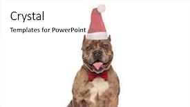  Presentation with bully - Colorful PPT layouts enhanced with classy merry christmas - elegant american bully with santa backdrop and a  colored foreground