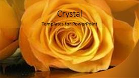  Presentation with classy - Audience pleasing presentation theme consisting of mothersday - classy photograph of some golden backdrop and a gold colored foreground