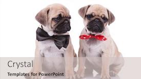  Presentation with classy - PPT theme consisting of classy seated pug couple wearing adorable bowties one black and the other red with white dots while sitting on white background background and a soft green colored foreground
