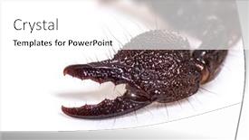  Presentation with juvenile - Slide set with claw-of-a-juvenile-emperor background and a white colored foreground