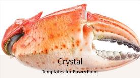  Presentation with crab - Colorful presentation theme enhanced with claws file contains clipping path backdrop and a lemonade colored foreground