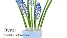  Presentation with grape - PPT layouts having clay flowerpot isolated on white background and a white colored foreground