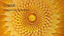  Presentation with ceramic - Colorful PPT layouts enhanced with clay pot - ceramic sunflower backdrop and a gold colored foreground