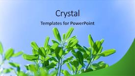  Presentation with spring tree - Theme having clean air - fresh green tree branch background and a light blue colored foreground