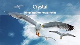  Presentation with clean air - Theme having clean air - seagulls flying in the blue background and a teal colored foreground