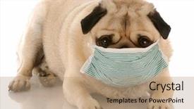  Presentation with mask - Presentation having clean air - sick or contagious pug wearing background and a coral colored foreground