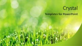  Presentation with dew - Audience pleasing theme consisting of clean environment - close up of fresh morning backdrop and a yellow colored foreground