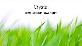  Presentation with focus - Slides having clean environment - grass background - selective focus background and a white colored foreground