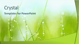  Presentation with water droplet drops on plant - Colorful slide deck enhanced with clean environment - grass with water drops closeup backdrop and a cool aqua colored foreground