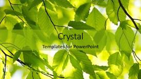  Presentation with spring tree - Audience pleasing PPT layouts consisting of clean environment - green spring tree leaves backdrop and a gold colored foreground