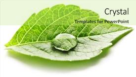  Presentation with water environment - Amazing PPT layouts having clean environment - water drop on leaf isolated backdrop and a yellow colored foreground