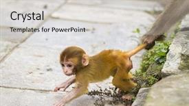  Presentation with dog baby cute child - Slide set consisting of clean india - cute monkey forest child background and a light gray colored foreground