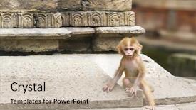  Presentation with monkey - Audience pleasing PPT theme consisting of clean india - cute monkey forest child backdrop and a soft green colored foreground