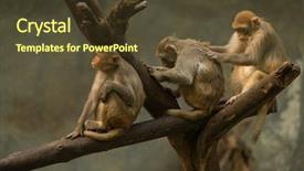 Presentation with family and school - Slides featuring clean india - family macaque cleaning each other background and a tawny brown colored foreground