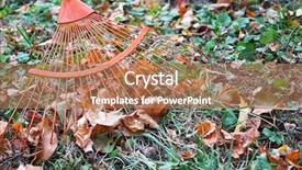 Presentation with fall leaves - Presentation having heap of fall leaves with fan rake on lawn closeup background and a coral colored foreground