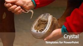  Presentation with health care - Theme with care cleaning the frog - horse background and a tawny brown colored foreground