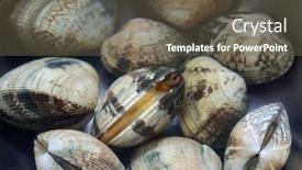  Presentation with clams - Amazing slide deck having cleaning-the-sand-out backdrop and a gray colored foreground