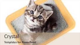  Presentation with water top view of amazon - Theme enhanced with cleanliness - cat top view sitting background and a coral colored foreground