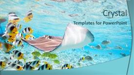  Presentation with lagoon - Beautiful presentation theme featuring clear water - colorful fish stingray and black backdrop and a light blue colored foreground