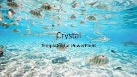  Presentation with sharks - PPT theme having clear water - fish and black tipped sharks background and a light blue colored foreground