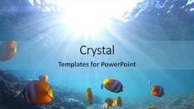  Presentation with butterfly - Slide set featuring clear water - group of butterfly fish chaetodontidae background and a light blue colored foreground