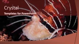  Presentation with egypt - PPT theme consisting of clearfin-lionfish-rocky-island-egypt background and a tawny brown colored foreground