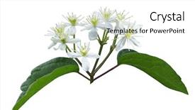  Presentation with clematis - Beautiful PPT theme featuring clematis - male virgin's bower wildflower isolated backdrop and a  colored foreground